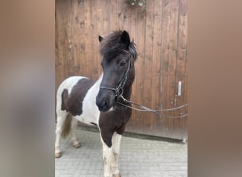 Islandpferd, Wallach, 8 Jahre, 147 cm, Schecke