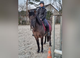 Islandpferd Mix, Wallach, 8 Jahre, 150 cm, Rappe