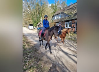 Islandpferd Mix, Wallach, 8 Jahre, 150 cm, Rappe