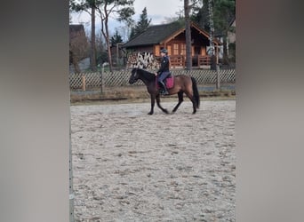 Islandpferd Mix, Wallach, 8 Jahre, 150 cm, Rappe