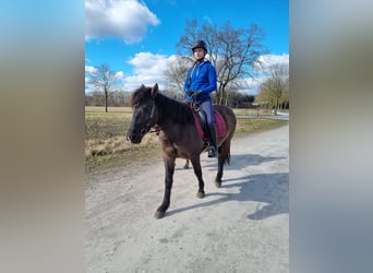 Islandpferd Mix, Wallach, 8 Jahre, 150 cm, Rappe