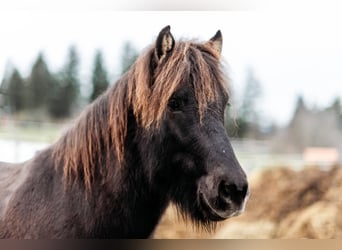 Islandpferd, Wallach, 8 Jahre, 150 cm, Rappe