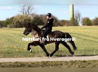 Islandpferd, Wallach, 8 Jahre, 150 cm, Rappe