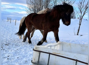 Islandpferd, Wallach, 8 Jahre, 150 cm, Rotbrauner