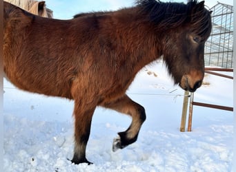 Islandpferd, Wallach, 8 Jahre, 150 cm, Rotbrauner