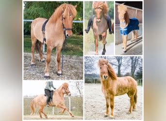 Islandpferd, Wallach, 8 Jahre, 152 cm, Falbe