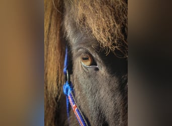 Islandpferd, Wallach, 8 Jahre, Rappe