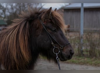 Islandpferd, Wallach, 9 Jahre, 131 cm, Rappe