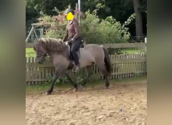 Islandpferd, Wallach, 9 Jahre, 135 cm, Falbe