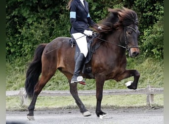 Islandpferd, Wallach, 9 Jahre, 136 cm, Brauner