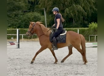 Islandpferd, Wallach, 9 Jahre, 136 cm, Fuchs