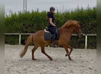 Islandpferd, Wallach, 9 Jahre, 136 cm, Fuchs