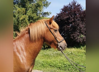 Islandpferd, Wallach, 9 Jahre, 136 cm, Fuchs