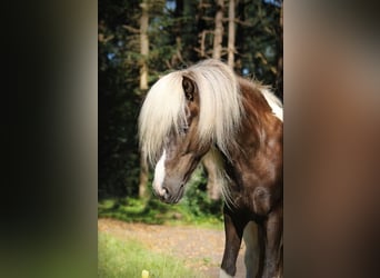 Islandpferd, Wallach, 9 Jahre, 137 cm, Schecke