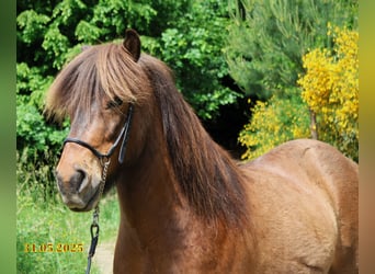 Islandpferd, Wallach, 9 Jahre, 138 cm, Brauner