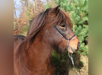 Islandpferd, Wallach, 9 Jahre, 138 cm, Brauner