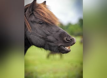 Islandpferd, Wallach, 9 Jahre, 138 cm, Rappe