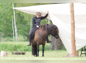 Islandpferd, Wallach, 9 Jahre, 138 cm, Rappe