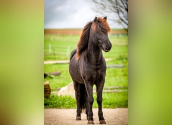 Islandpferd, Wallach, 9 Jahre, 138 cm, Rappe