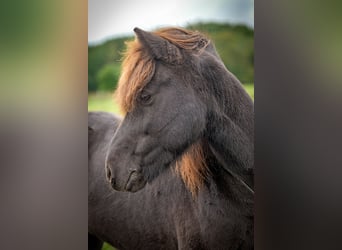 Islandpferd, Wallach, 9 Jahre, 138 cm, Rappe