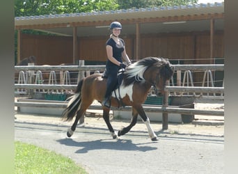 Islandpferd, Wallach, 9 Jahre, 138 cm, Schecke