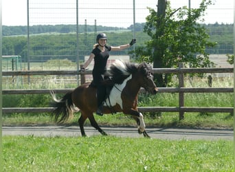 Islandpferd, Wallach, 9 Jahre, 138 cm, Schecke