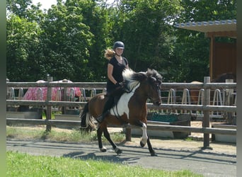 Islandpferd, Wallach, 9 Jahre, 138 cm, Schecke