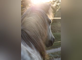 Islandpferd, Wallach, 9 Jahre, 140 cm, Apfelschimmel