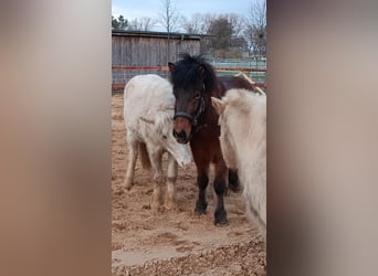 Islandpferd, Wallach, 9 Jahre, 140 cm, Brauner