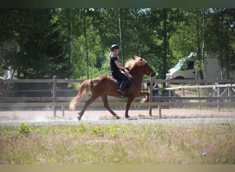 Islandpferd, Wallach, 9 Jahre, 140 cm, Dunkelfuchs