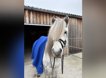 Islandpferd, Wallach, 9 Jahre, 140 cm, Rappschimmel