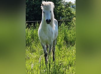 Islandpferd, Wallach, 9 Jahre, 140 cm, Schimmel