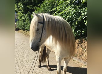 Islandpferd, Wallach, 9 Jahre, 140 cm, Schimmel