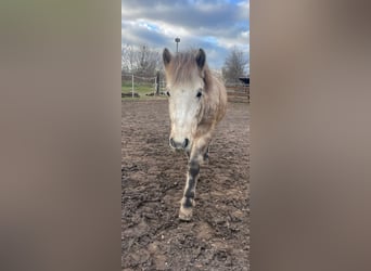 Islandpferd, Wallach, 9 Jahre, 140 cm, Schimmel