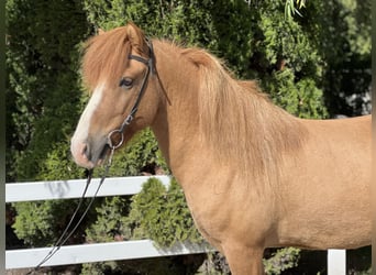 Islandpferd, Wallach, 9 Jahre, 141 cm, Fuchs