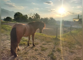 Islandpferd, Wallach, 9 Jahre, 143 cm, Brauner