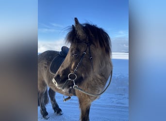 Islandpferd, Wallach, 9 Jahre, 143 cm, Falbe