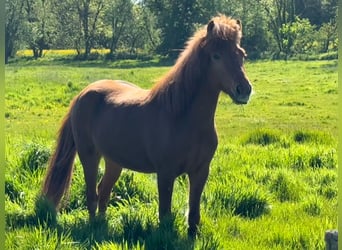 Islandpferd, Wallach, 9 Jahre, 143 cm, Fuchs