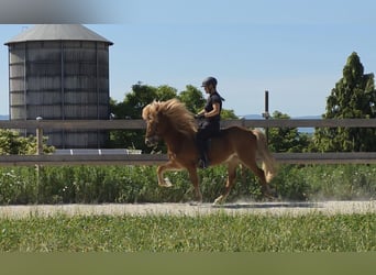 Islandpferd, Wallach, 9 Jahre, 143 cm, Fuchs