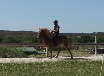 Islandpferd, Wallach, 9 Jahre, 143 cm, Fuchs