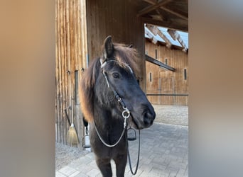 Islandpferd, Wallach, 9 Jahre, 143 cm, Rappe