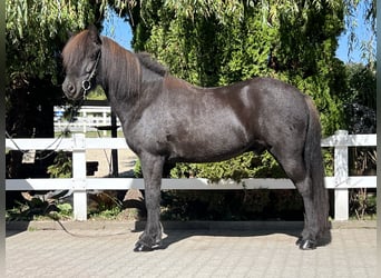 Islandpferd, Wallach, 9 Jahre, 143 cm, Rappe