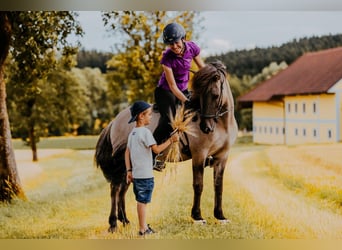 Islandpferd, Wallach, 9 Jahre, 144 cm, Falbe
