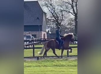 Islandpferd, Wallach, 9 Jahre, 144 cm, Fuchs