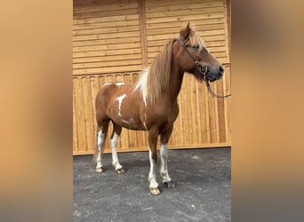 Islandpferd, Wallach, 9 Jahre, 144 cm, Schecke
