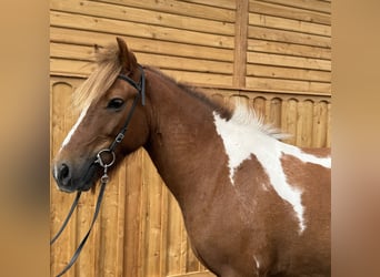 Islandpferd, Wallach, 9 Jahre, 144 cm, Schecke