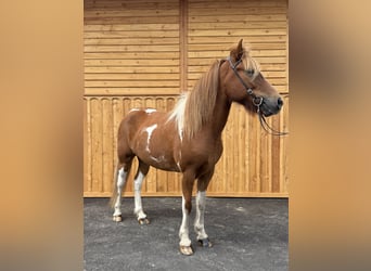 Islandpferd, Wallach, 9 Jahre, 144 cm, Schecke