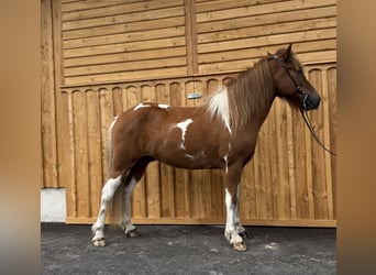Islandpferd, Wallach, 9 Jahre, 144 cm, Schecke