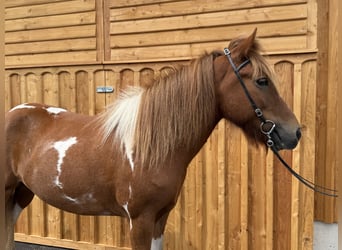 Islandpferd, Wallach, 9 Jahre, 144 cm, Schecke