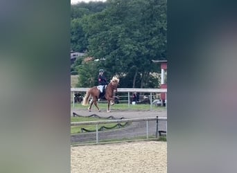 Islandpferd, Wallach, 9 Jahre, 145 cm, Fuchs